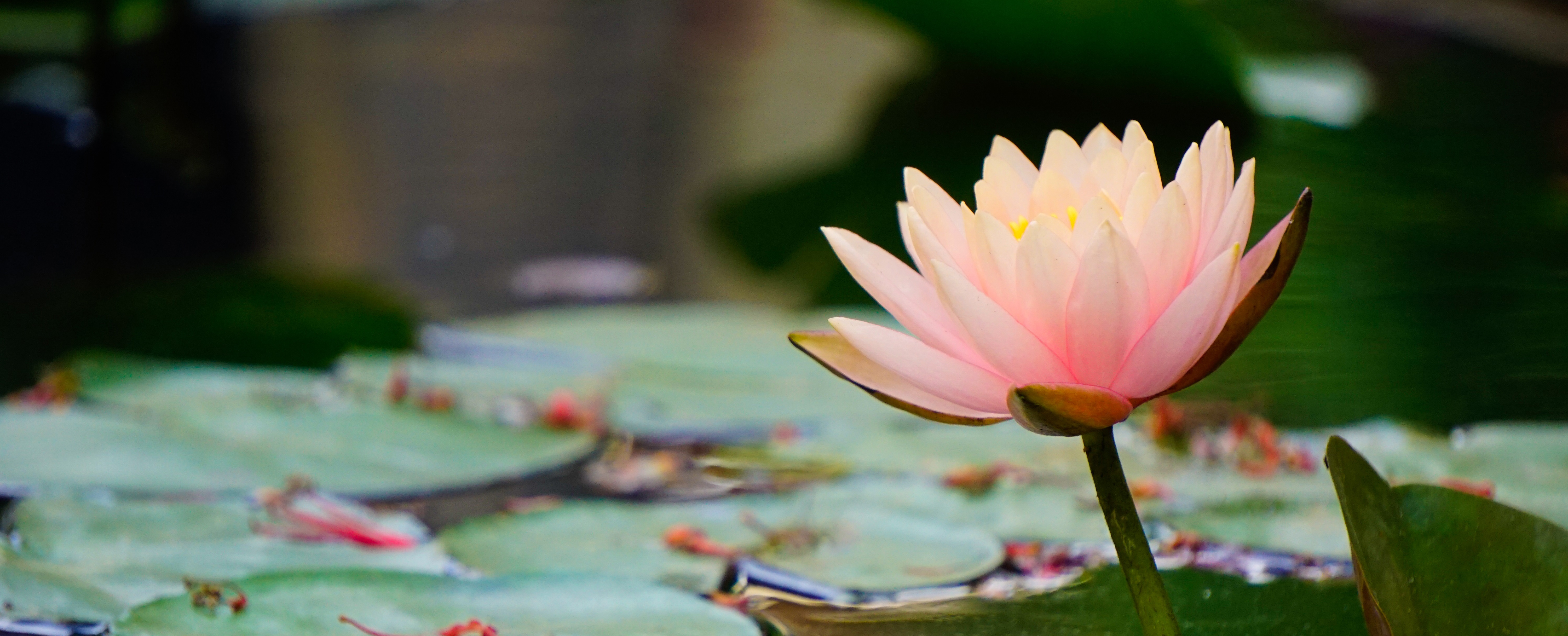 Image of a lotus flower in a pond.