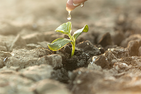 Image of a small plant growing out of barren soil being fed water